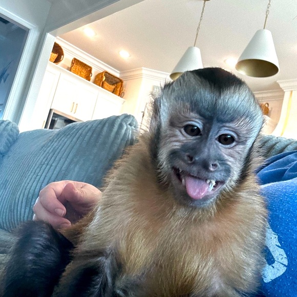 Meet your Posher, Brenda and her partner in crime Emma Rose 🐵 - Picture 4 of 14